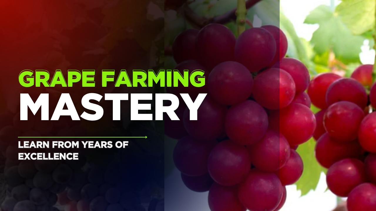 grape farming mastery course